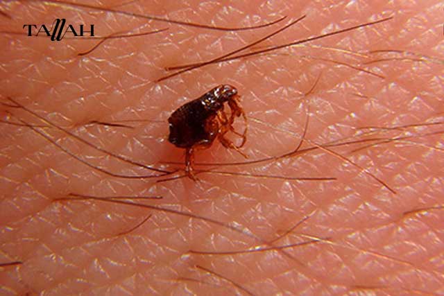 شكل البراغيث