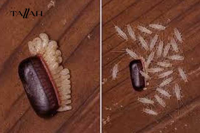 شكل بيض الصراصير