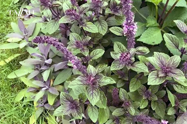 فوائد بذور الريحان للنساء