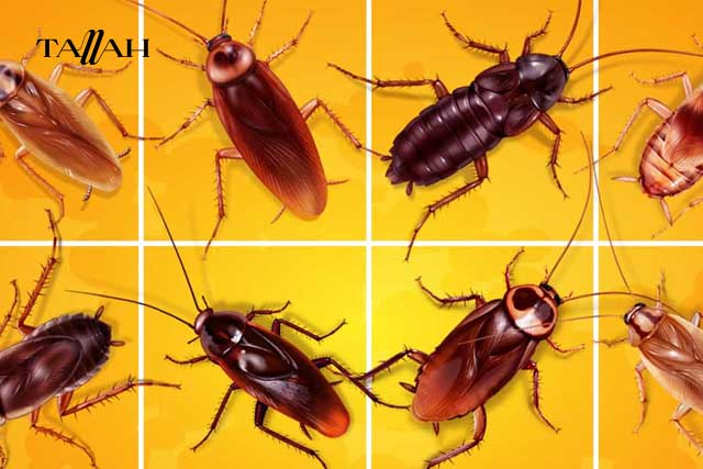 انواع الصراصير المنزلية