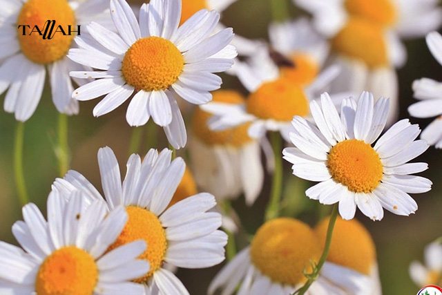 متى يفضل شرب شاي البابونج؟ 