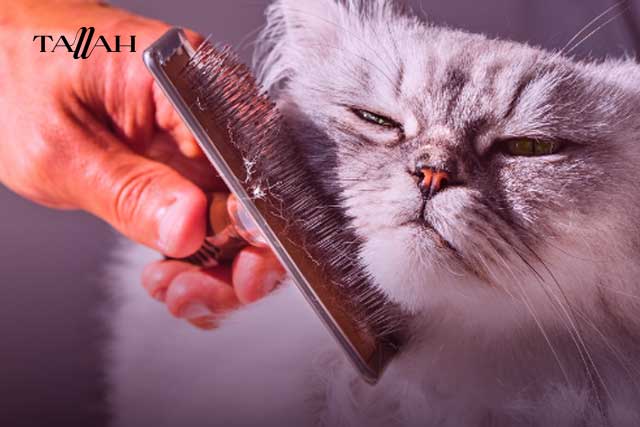 أسباب وجود البراغيث في المنزل