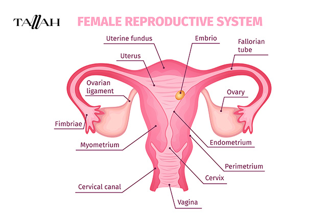 شكل بطانة الرحم المهاجرة