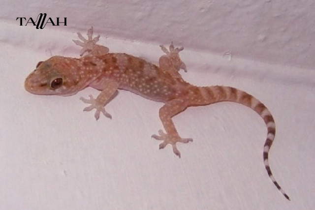 سبب وجود البرص في المنزل