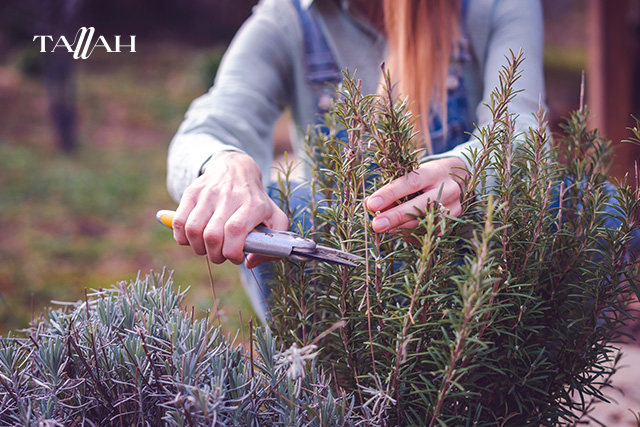 متى يبدأ مفعول زيت إكليل الجبل للشعر