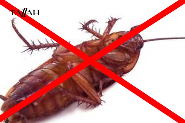 طريقة التخلص من الصراصير في المنزل