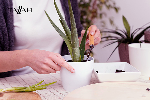 كيفية زراعة صبار الألوفيرا في المنزل