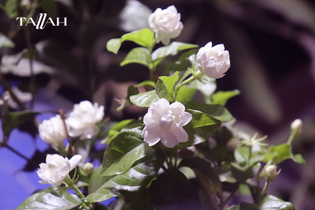 طريقة زراعة الفل في المنزل