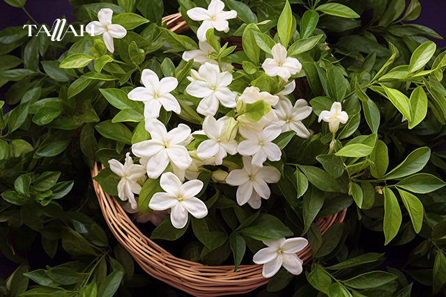 طريقة لزراعة الياسمين في المنزل