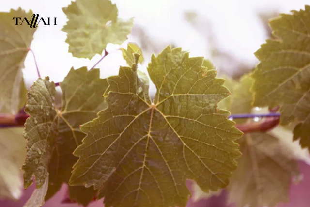 طريقه تخزين ورق العنب في الفريزر