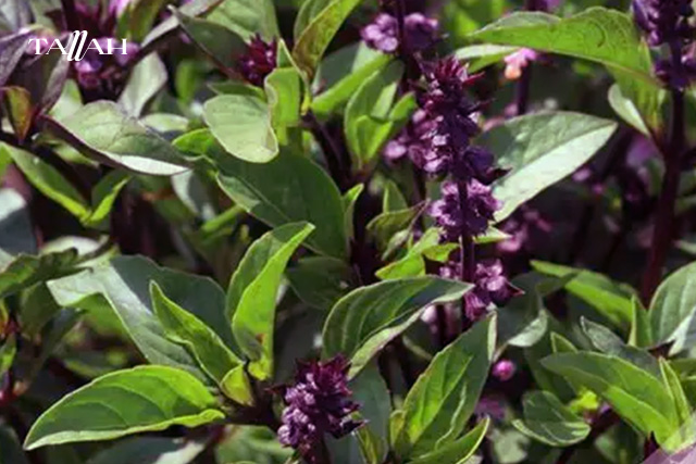 فوائد بذور الريحان