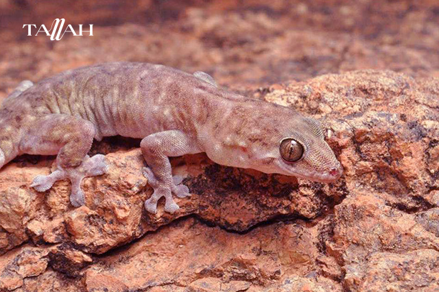 كيفية التخلص من البرص في المنزل