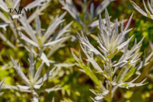 فوائد شرب الشيح المغلى