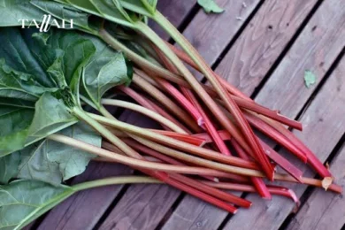 كيفية استخدام الراوند المطحون